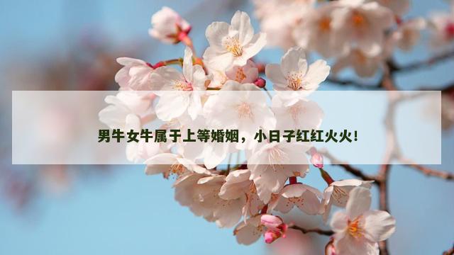 男牛女牛属于上等婚姻，小日子红红火火！