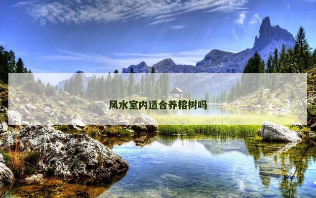 风水室内适合养榕树吗