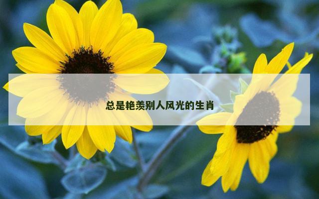 总是艳羡别人风光的生肖