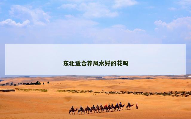 东北适合养风水好的花吗