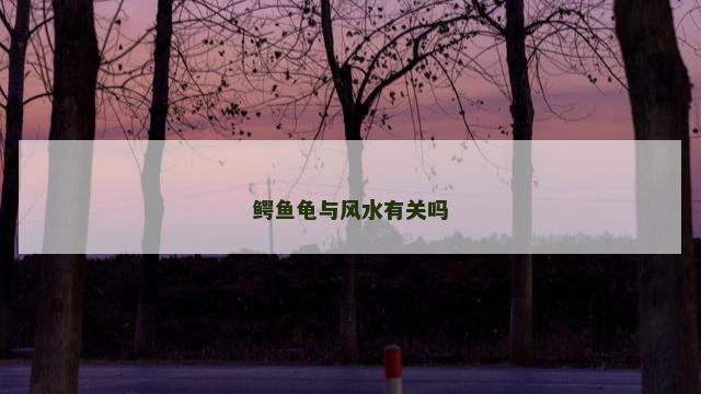 鳄鱼龟与风水有关吗