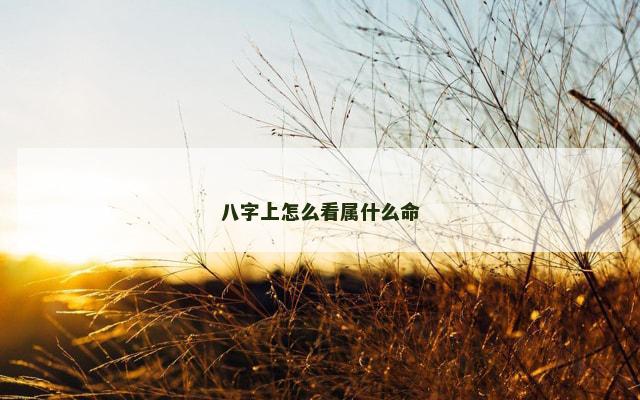 八字上怎么看属什么命