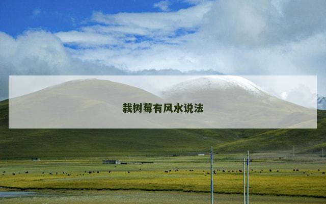 栽树莓有风水说法