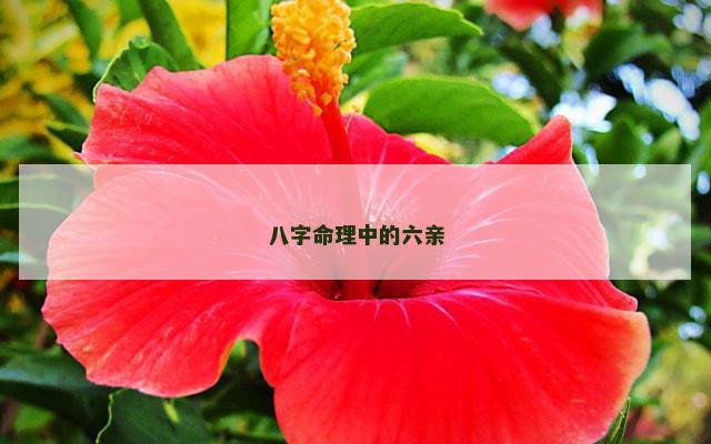 八字命理中的六亲