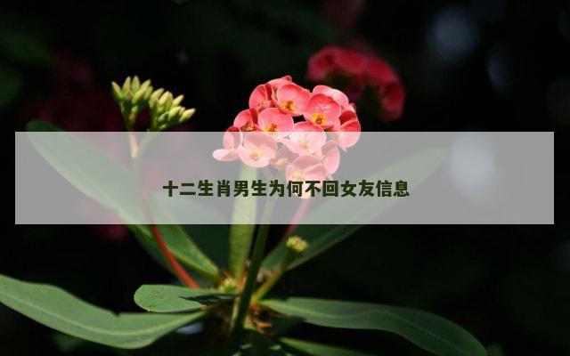 十二生肖男生为何不回女友信息