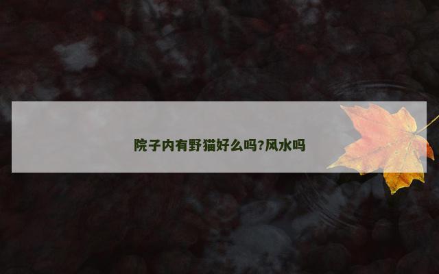 院子内有野猫好么吗?风水吗