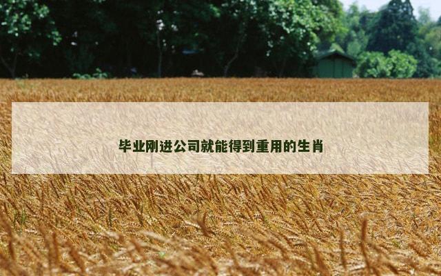 毕业刚进公司就能得到重用的生肖
