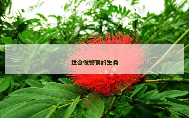 适合做警察的生肖