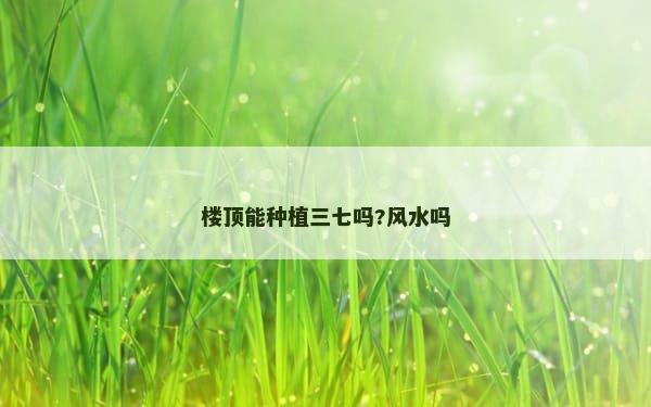 楼顶能种植三七吗?风水吗