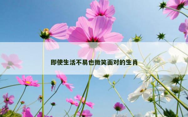 即使生活不易也微笑面对的生肖