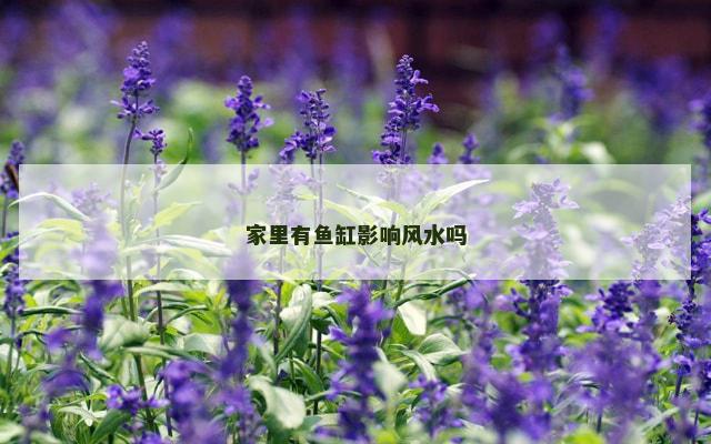 家里有鱼缸影响风水吗