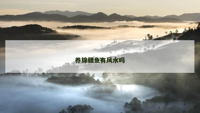 养锦鲤鱼有风水吗