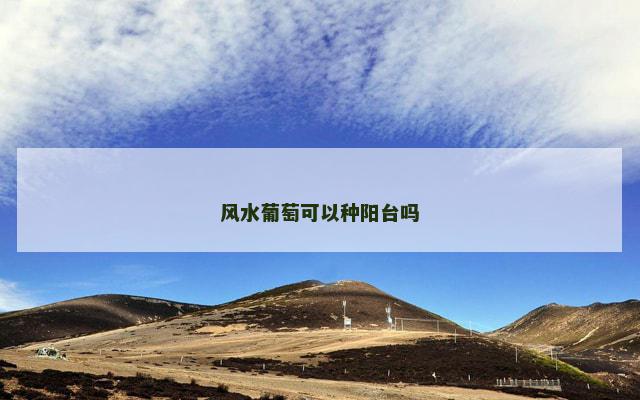 风水葡萄可以种阳台吗