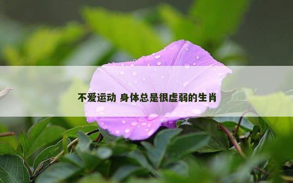 不爱运动 身体总是很虚弱的生肖