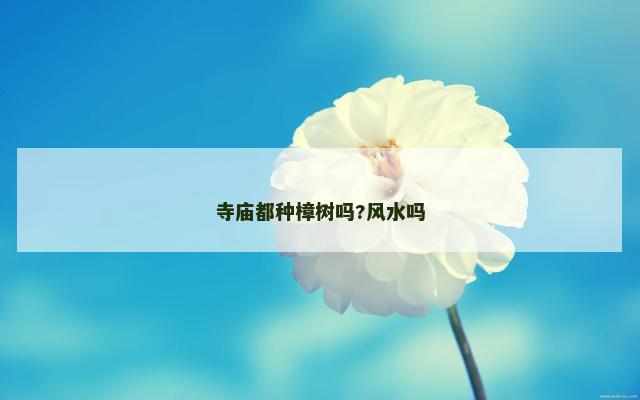寺庙都种樟树吗?风水吗