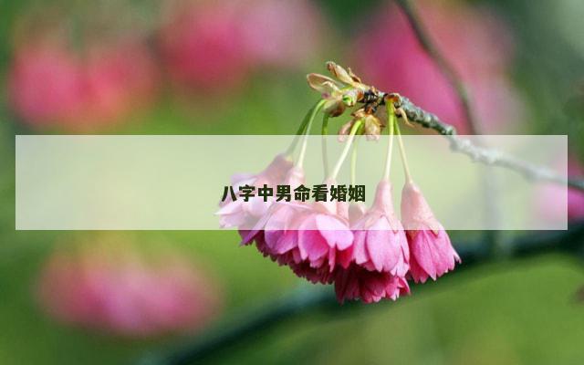 八字中男命看婚姻