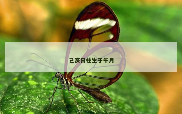 己亥日柱生于午月