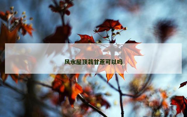 风水屋顶栽甘蔗可以吗