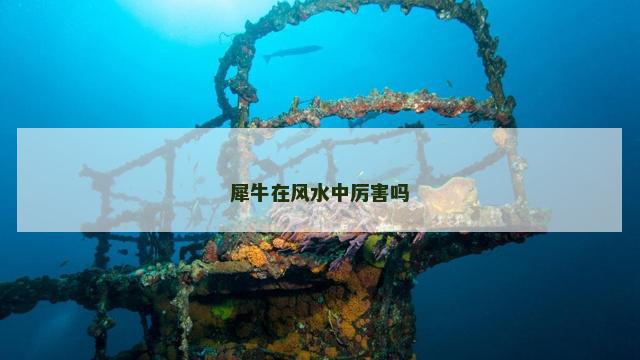 犀牛在风水中厉害吗