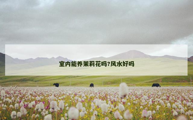 室内能养茉莉花吗?风水好吗