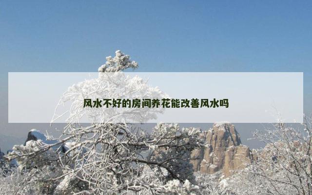 风水不好的房间养花能改善风水吗
