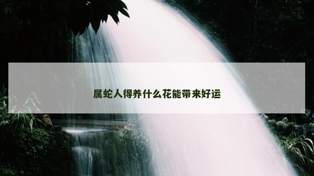 属蛇人得养什么花能带来好运