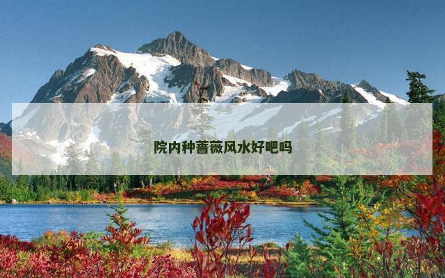 院内种蔷薇风水好吧吗