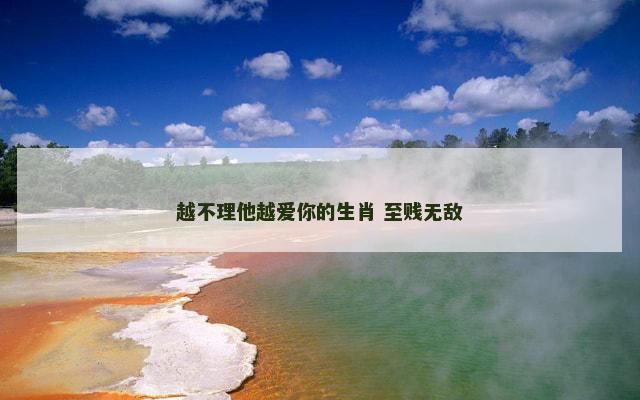越不理他越爱你的生肖 至贱无敌