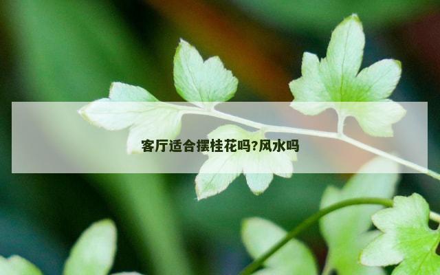 客厅适合摆桂花吗?风水吗