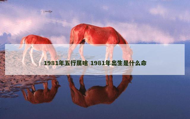 1981年五行属啥 1981年出生是什么命