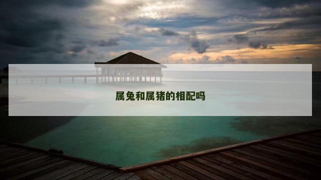 属兔和属猪的相配吗