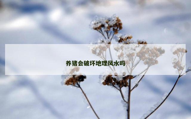 养猪会破坏地理风水吗
