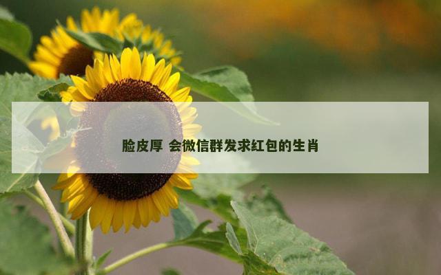脸皮厚 会微信群发求红包的生肖