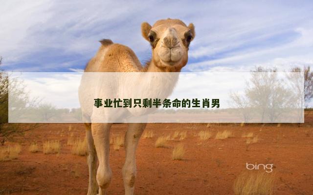 事业忙到只剩半条命的生肖男