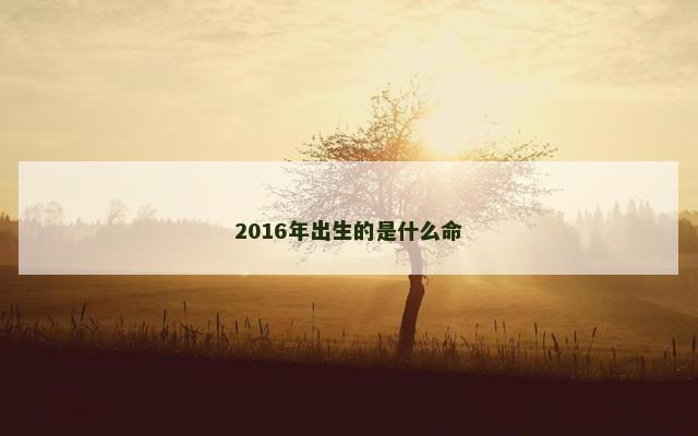 2016年出生的是什么命