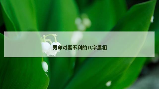 男命对妻不利的八字属相