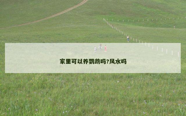 家里可以养鹦鹉吗?风水吗