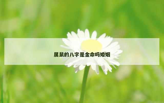 属鼠的八字是金命吗婚姻