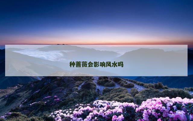 种蔷薇会影响风水吗