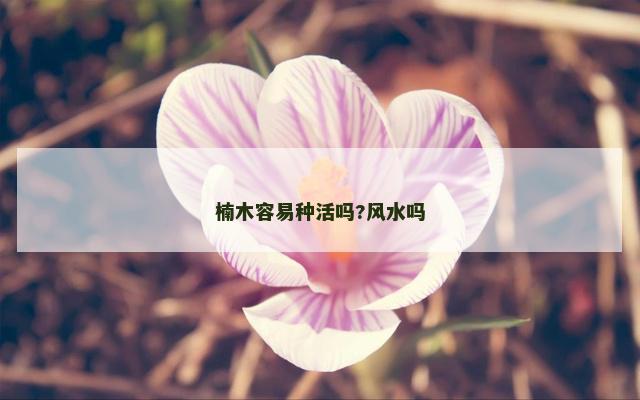楠木容易种活吗?风水吗