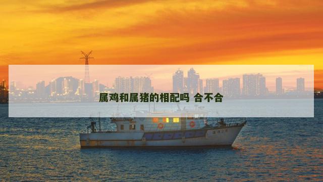 属鸡和属猪的相配吗 合不合
