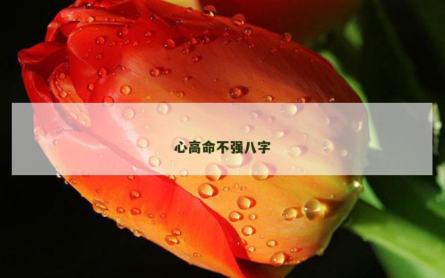 心高命不强八字