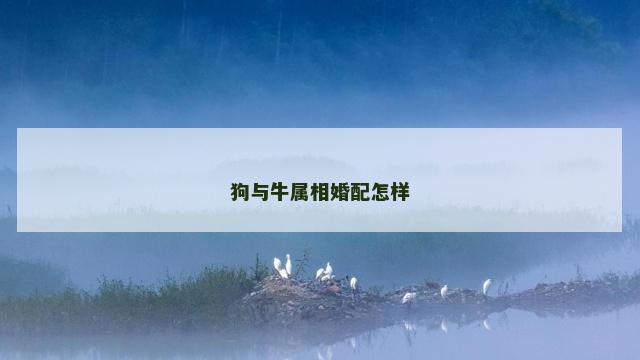 狗与牛属相婚配怎样
