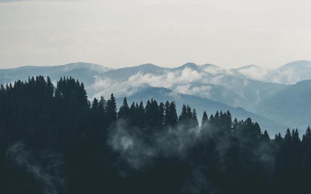 屋后种树配风水吗?好吗